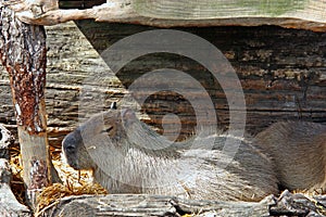 Capybara hydrochoerus hydrochaeris