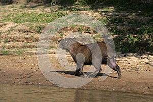 Capybara, Hydrochoerus hydrochaeris