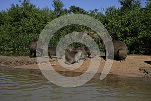 Capybara, Hydrochoerus hydrochaeris