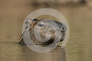 Capybara, Hydrochoerus hydrochaeris