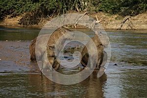 Capybara, Hydrochoerus hydrochaeris