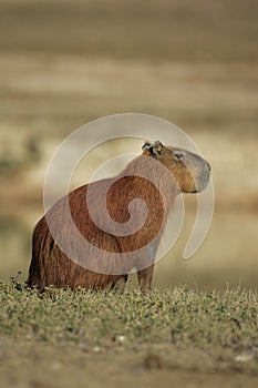 Capybara, Hydrochoerus hydrochaeris