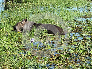 Capybara (Hydrochoerus hydrochaeris)