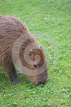 Capybara - Hydrochoerus hydrochaeris