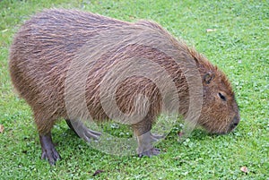 Capybara - Hydrochoerus hydrochaeris