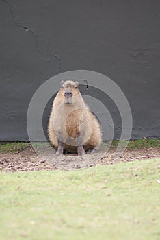 Capybara - Hydrochoerus hydrochaeris