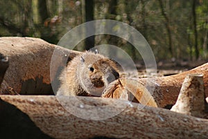 Capybara - Hydrochoerus hydrochaeris