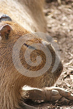 Capybara - Hydrochoerus hydrochaeris