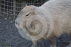 Capybara - Hydrochoerus hydrochaeris