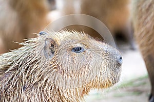 Capybara (Hydrochoerus hydrochaeris)