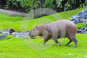 Capybara (Hydrochoerus hydrochaeris)