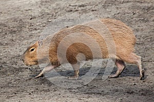 Capybara (Hydrochoerus hydrochaeris).