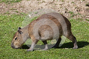 Capybara (Hydrochoerus hydrochaeris).