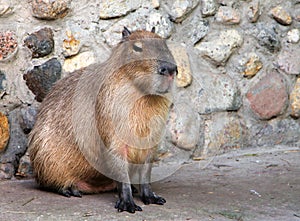 Capybara Hydrochoerus hydrochaeris