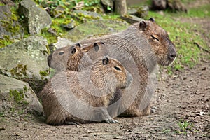 Capybara Hydrochoerus hydrochaeris