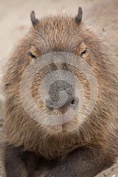 Capybara Hydrochoerus hydrochaeris.