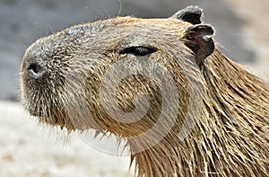 Capybara Hydrochoerus hydrochaeris