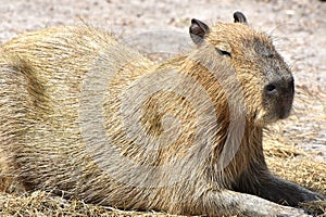 Capybara Hydrochoerus hydrochaeris