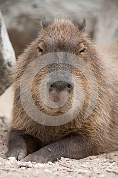 Capybara Hydrochoerus hydrochaeris.