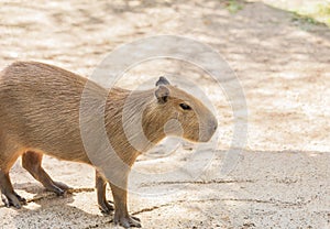 Capybara hydrochoerus hydrochaeris