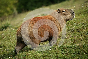 CAPYBARA hydrochoerus hydrochaeris, ADULTE STANDING ON GRASS, PANTANAL IN BRAZIL photo