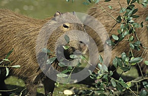 Capybara, hydrochoerus hydrochaeris, Adults Eating Leaves, Pantanal in Brazil