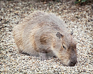 Capybara (Hydrochoerus hydrochaeris), animal scene