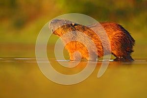 Capybara, Hydrochoerus hydrochaeris, biggest mouse in the water with evening light during sunset, animal in the nature habitat, Pa