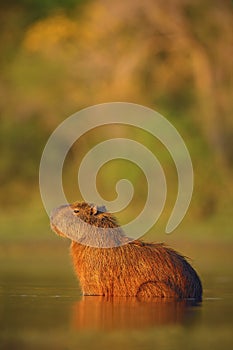 Capybara, Hydrochoerus hydrochaeris, biggest mouse in the water with evening light during sunset, animal in the nature habitat, Pa