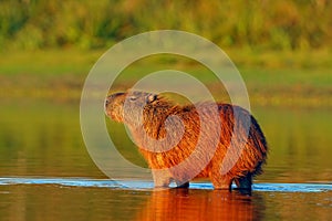 Capybara, Hydrochoerus hydrochaeris, Biggest mouse in the water with evening light during sunset, Pantanal, Brazil