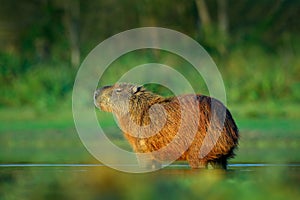 Capybara, Hydrochoerus hydrochaeris, Biggest mouse in water with evening light during sunset, Pantanal, Brazil. Wildlife scene fro