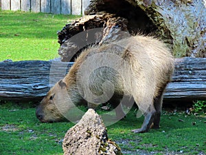 Capybara Hydrochoerus hydrochaeris, Capivara, Carpincho, Ronsoco, Wasserschwein, Capibara, Carpincho, maiale d`acqua, Quiuit