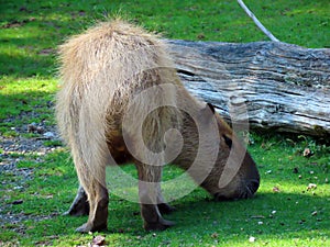 Capybara Hydrochoerus hydrochaeris, Capivara, Carpincho, Ronsoco, Wasserschwein, Capibara, Carpincho, maiale d`acqua, Quiuit photo