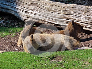 Capybara Hydrochoerus hydrochaeris, Capivara, Carpincho, Ronsoco, Wasserschwein, Capibara, Carpincho, maiale d`acqua, Quiuit photo