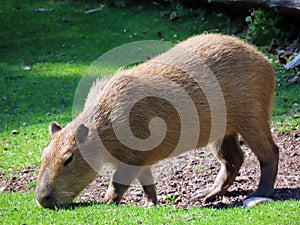 Capybara Hydrochoerus hydrochaeris, Capivara, Carpincho, Ronsoco, Wasserschwein, Capibara, Carpincho, maiale d`acqua, Quiuit photo