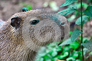 Capybara - Hydrochoerus hydrochaeris - close up,portrait