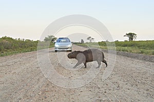 Capybara, hydrochoerus hydrochaeris, crossing a road in Entre Rios, Argentina