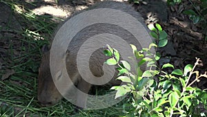 Capybara (Hydrochoerus hydrochaeris) eats grass