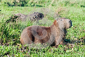 Capybara in Esteros del Ibera