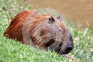 capybara (Hydrochoerus hydrochaeris). isolated, sleeping on grass.