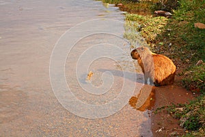 Capybara Hydrochoerus hydrochaeris at the Lago do ParanoÃ¡ lake shore, BrasiÌlia, Brazil