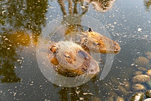 Capybara Hydrochoerus hydrochaeris is large rodent of genus Capybara