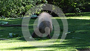 The capybara, Hydrochoerus hydrochaeris is the largest extant rodent in the world.