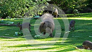 The capybara, Hydrochoerus hydrochaeris is the largest extant rodent in the world.