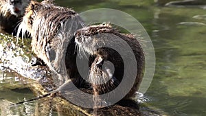 The capybara, Hydrochoerus hydrochaeris is the largest extant rodent in the world.