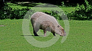 The capybara, Hydrochoerus hydrochaeris is the largest extant rodent in the world.