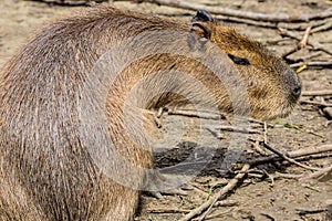 Capybara, Hydrochoerus hydrochaeris, the largest rodent