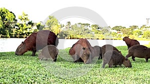 Capybara, Hydrochoerus hydrochaeris, the largest rodent species