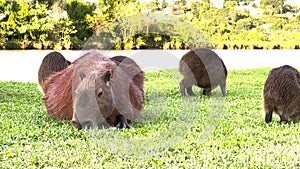 Capybara, Hydrochoerus hydrochaeris, the largest rodent species