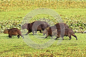 Capybara, hydrochoerus hydrochaeris, the Largest Rodent in the World, Los Lianos in Venezuela